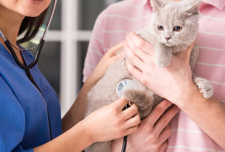 Veterinarian with cat