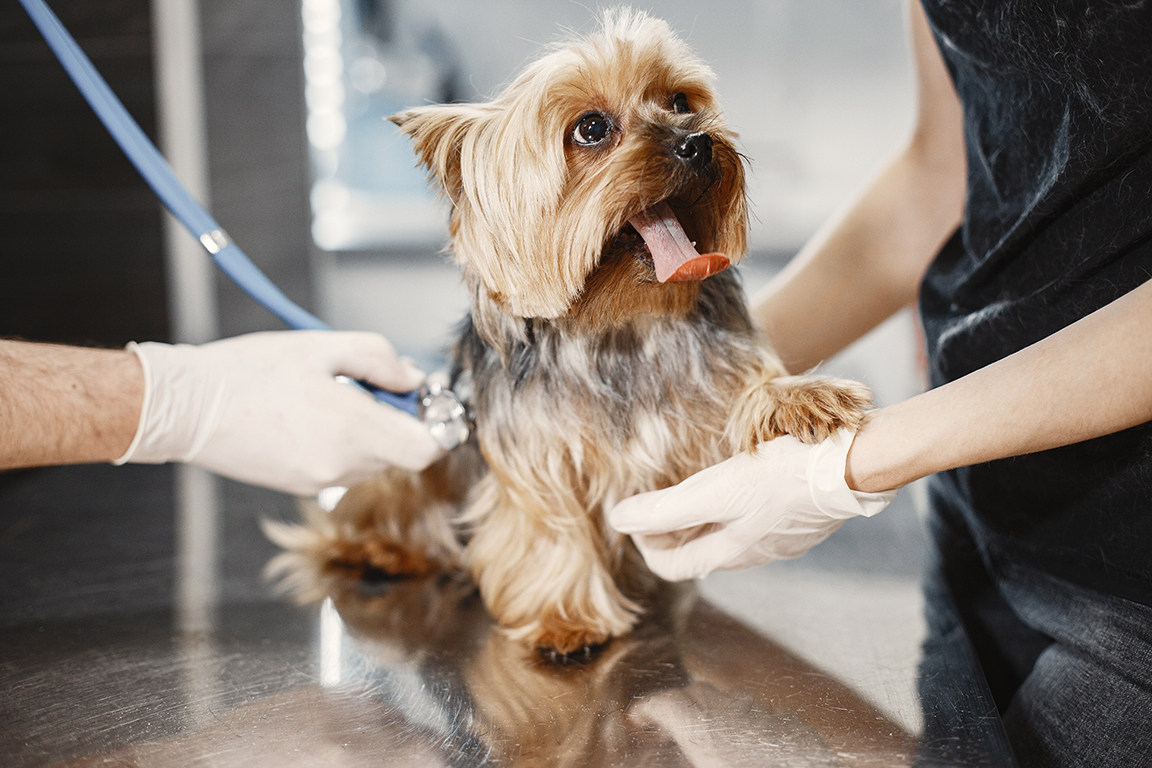 Veterinarian with dog